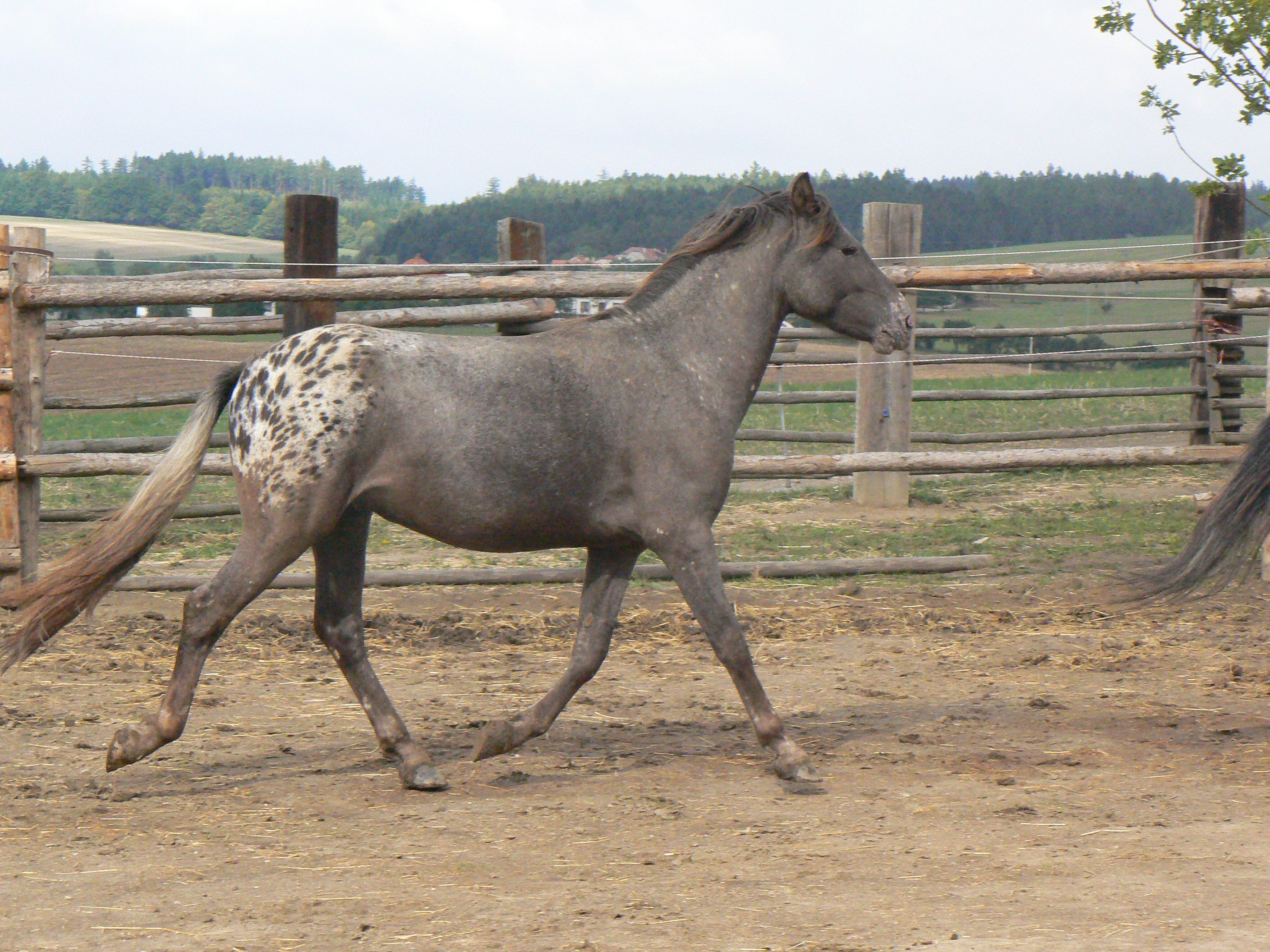 gimoy 2007