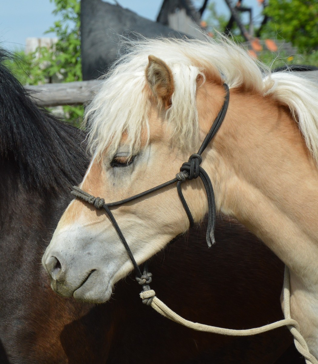 DSC_0075